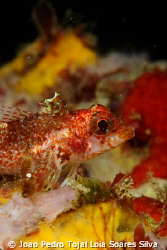 Female Tripterygion delaisi shot using Canon EOS 350D in ... by Joao Pedro Tojal Loia Soares Silva 
